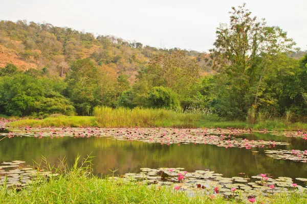 Rosa Lotus — Stockfoto