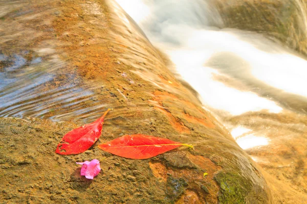 Red leaf — Stock Photo, Image