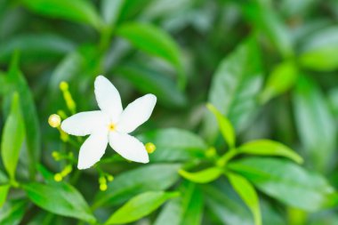 kopsia rosea DJ middleton