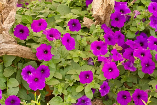 Violette Farbgebung — Stockfoto