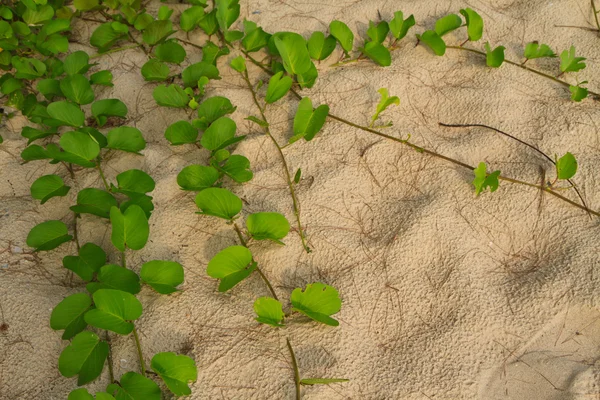 Ipomoea pes-caprae — Foto de Stock