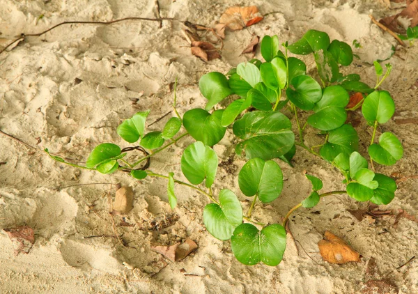 Ipomoea pes-caprae — Stock Photo, Image