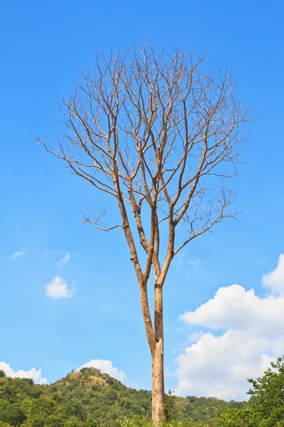 Zmarłe drzewo — Zdjęcie stockowe
