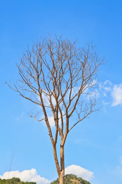 Dode boom — Stockfoto