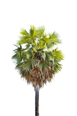 Palmyra palm