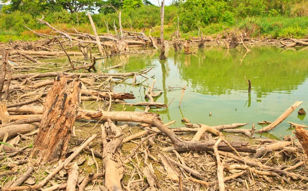 Alberi morti — Foto Stock