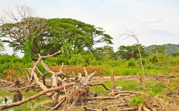 Alberi morti — Foto Stock