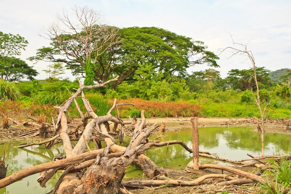 Alberi morti — Foto Stock