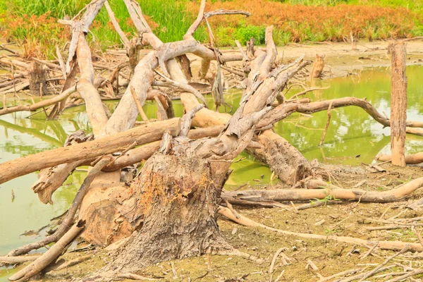 Abgestorbene Bäume — Stockfoto