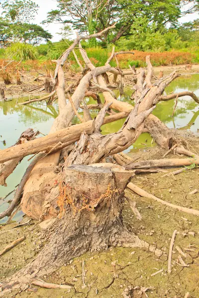 Alberi morti — Foto Stock