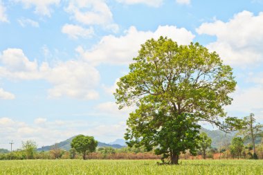 Bebek şeker kamışı