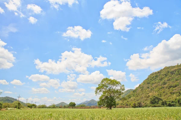 Bebé caña de azúcar — Foto de Stock