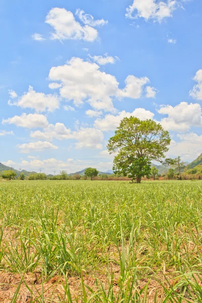 Baby sugar cane — Stock Photo, Image