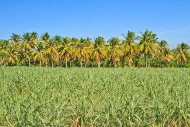 Bebek şeker kamışı