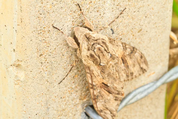 Mantequilla de noche — Foto de Stock