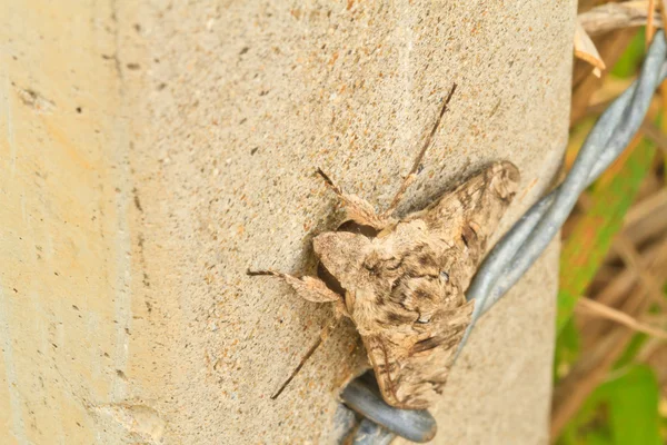 Mantequilla de noche — Foto de Stock