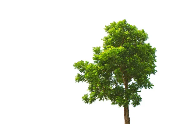 Neem Tree Stock Image