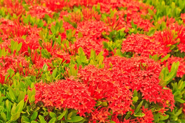 Ixora. — Foto de Stock