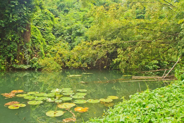 Loto blanco y frentes — Foto de Stock