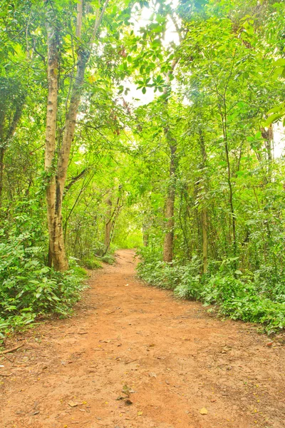Forest Pathway — Stock Photo, Image