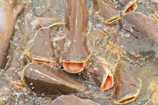 Iriserende haai Stockfoto