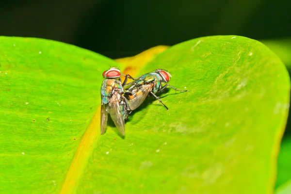 Mosca opalescente — Fotografia de Stock