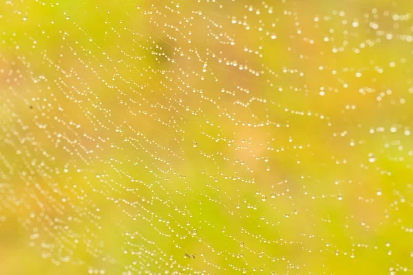 Spider web — Stock Photo, Image