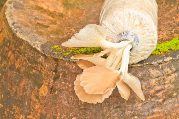 Gewone oesterzwam — Stockfoto