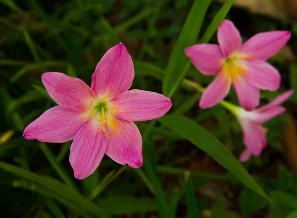 Fiori — Foto Stock