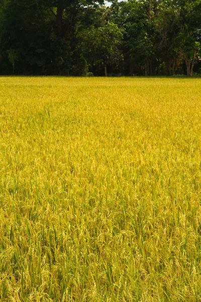 Ryżu pola — Zdjęcie stockowe