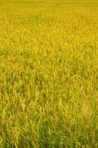 Campos de arroz — Fotografia de Stock