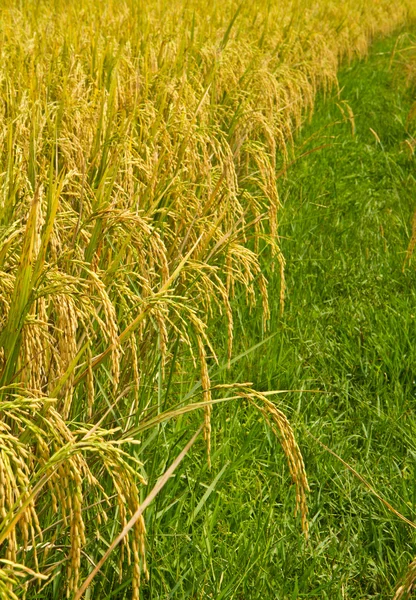 Campos de arroz —  Fotos de Stock