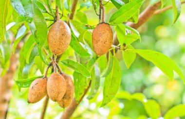  Sapodilla