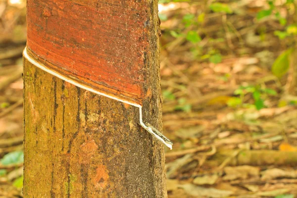 Borracha tre — Fotografia de Stock