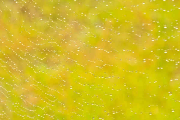 Spider web — Stock Photo, Image