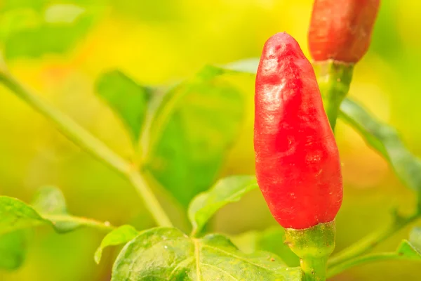 Guinea-pepper — Stockfoto