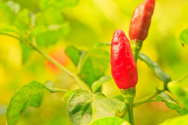 Guinea-pepper — Stockfoto