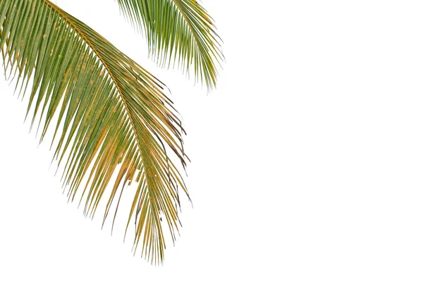 Coconut leaf Royalty Free Stock Images