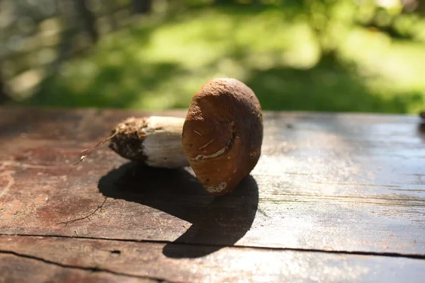树桩上的蘑菇 蝴蝶形蘑菇 — 图库照片