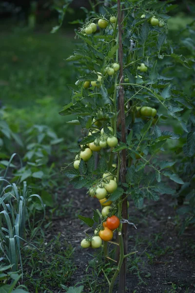 Tree Orchard Green Tomatoes Garden — 스톡 사진