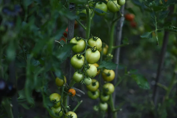 Tree Orchard Green Tomatoes Garden — Fotografia de Stock