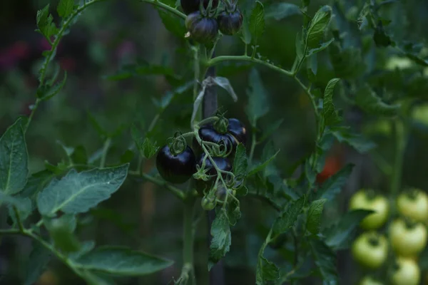 Tree Orchard Green Tomatoes Garden — 图库照片