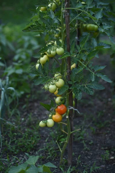 Drzewo Sadzie Zielone Pomidory Ogrodzie — Zdjęcie stockowe