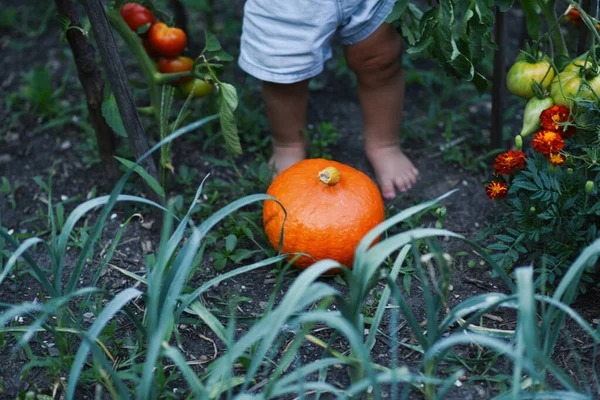 Kleines Mädchen Gemüsegarten Reifer Kürbis Auf Dem Boden — Stockfoto