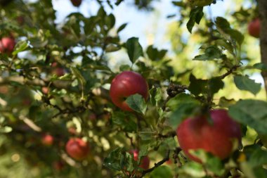 Ağaçtaki kırmızı elmalar