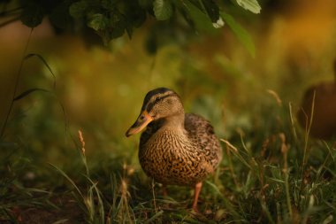 Çimlere eğil. Eğil