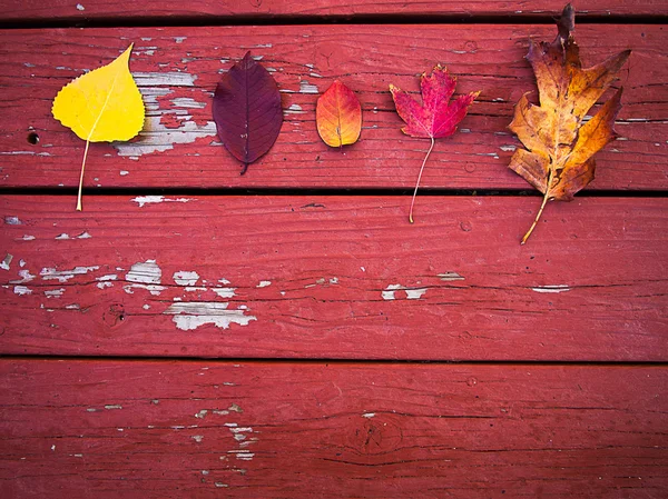 Fall leaves on wood — Stock Photo, Image