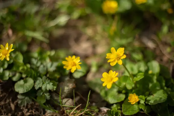 Bahçedeki sarı çiçek