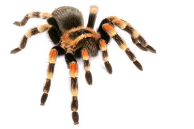 Meksika tarantulası