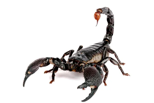 Emporer Scorpion — Stock Photo, Image